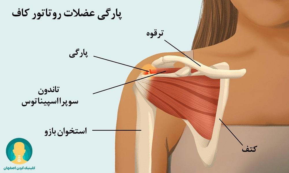 روتاتور کاف 