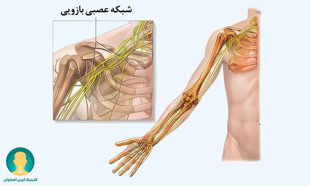 شبکه عصبی بازویی